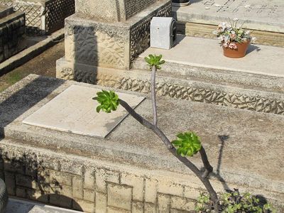 Uschmorov (Nischtschanski) Rachel
Uschmarov. The old (Nordau) cemetery in Kfar Saba
